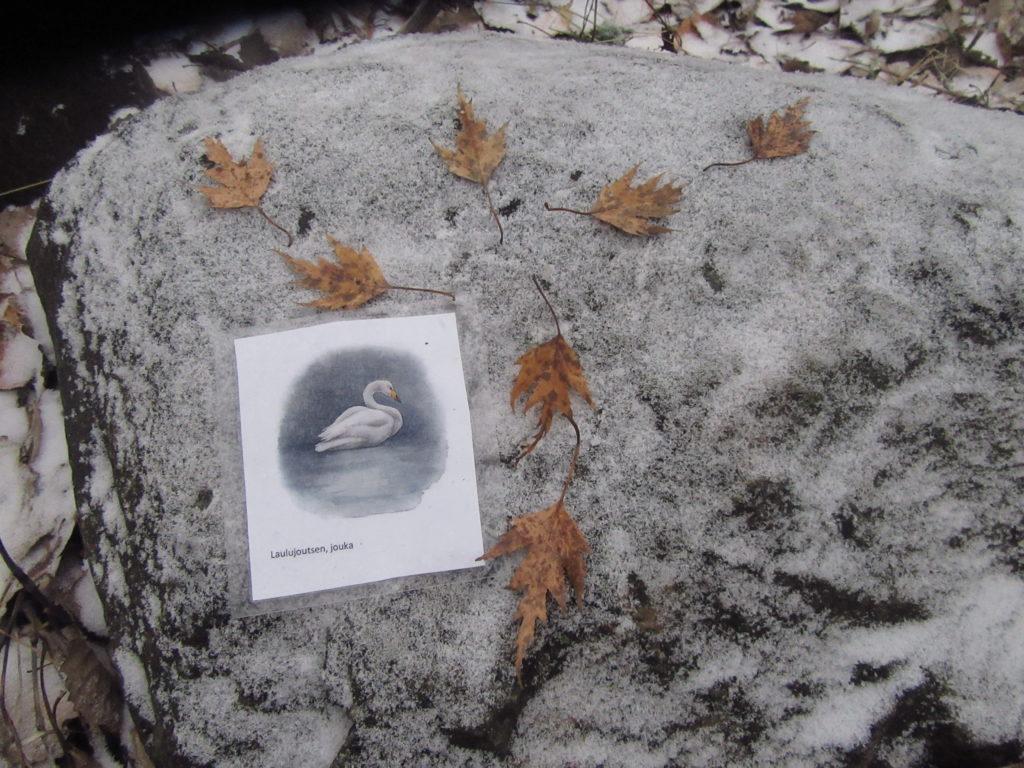 Joutsenen kuva ja ruskeita lehtiä joutsenen tähtikuvion muodossa lumisella kivellä. 