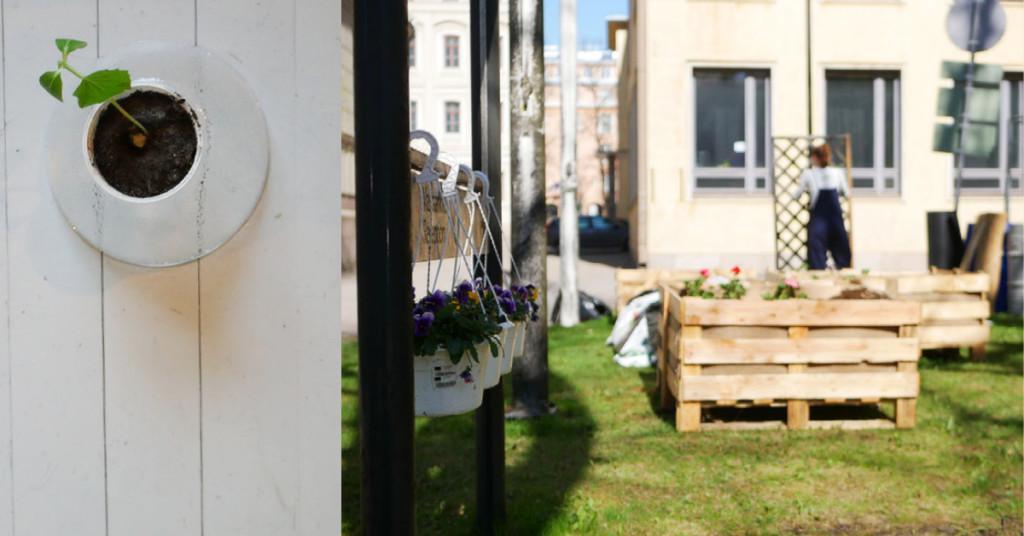 Growing beds in an urban environment and a seedling. 